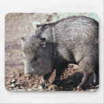 Collared peccary (javelina) mousepads