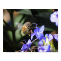 Collecting nectar posters
