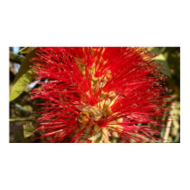 Collecting Red Honey posters