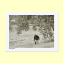 Collecting walnuts postcards