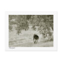 Collecting walnuts postcards