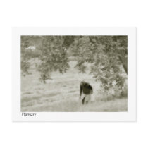 Collecting walnuts postcards