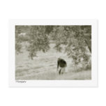 Collecting walnuts postcard