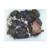 Collection Of Crabs Postcard