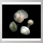 collection of  shells 2 poster