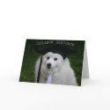 College Gradulate cards