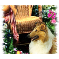 Collie Art Gifts Rough Sable mousepad