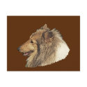 Collie Art Portrait postcards
