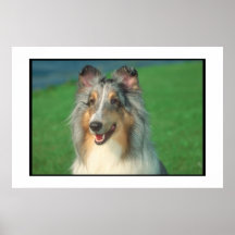 Collie Blue Merle Poster
