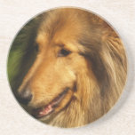 Collie Breed Coasters