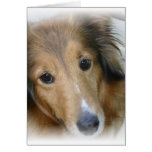 Collie Dog Greeting Card