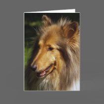 Collie Dog Photograph
