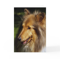 Collie Dog Photograph Greeting Cards