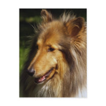 Collie Dog Photograph Post Cards