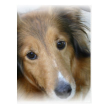 Collie Dog Postcard