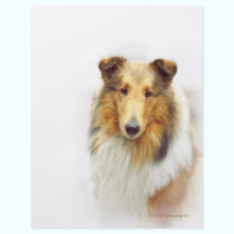 Collie Head Study in Color flyers