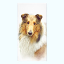 Collie Head Study in Color photo cards