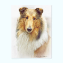 Collie Head Study in Color postcards
