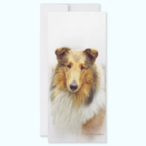 Collie Head Study in Color rack cards