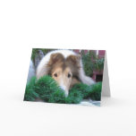 Collie Holiday Card