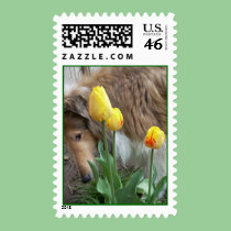 Collie in spring postage