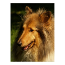 Collie Love posters