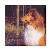 Collie Magnet