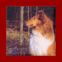 Collie Magnet