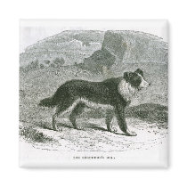 Collie Magnet