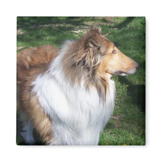 COLLIE magnet
