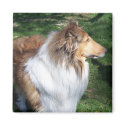 COLLIE magnets by minx267 COLLIE magnets