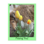 Collie, Missing You! Postcard Collie, Missing You! Postcard