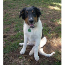 Collie (mix) Puppy photo sculpture photo sculptures