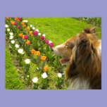 Collie N More Tulips Poster posters
