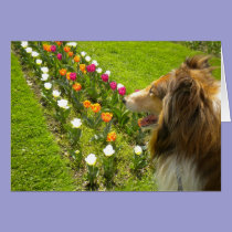 Collie N The Tulips card cards