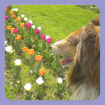 Collie N Tulips Stickers stickers