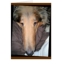 Collie "Nose" Love Card