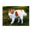 Collie on Lawn shirt