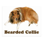 Collie Post Card