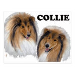 Collie Post Card