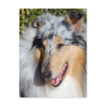 Collie Postcards
