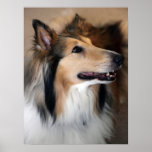 Collie Print
