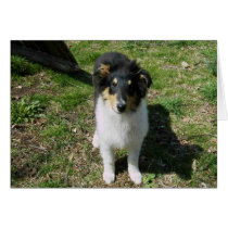 Collie Pup cards