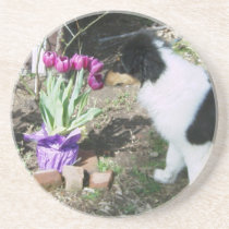 Collie Pup Smells the flowers coasters