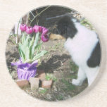 Collie Pup Smells the flowers coasters