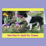 Collie Pup/Tulips Take Time 2 Smell The  Flowers cards