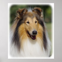 Collie Roiugh AA011D-031 Poster