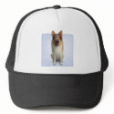 Collie (Rough Coat) hat