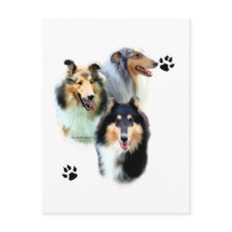 Collie Trio Post Cards