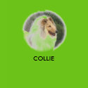 COLLIE t-shirts